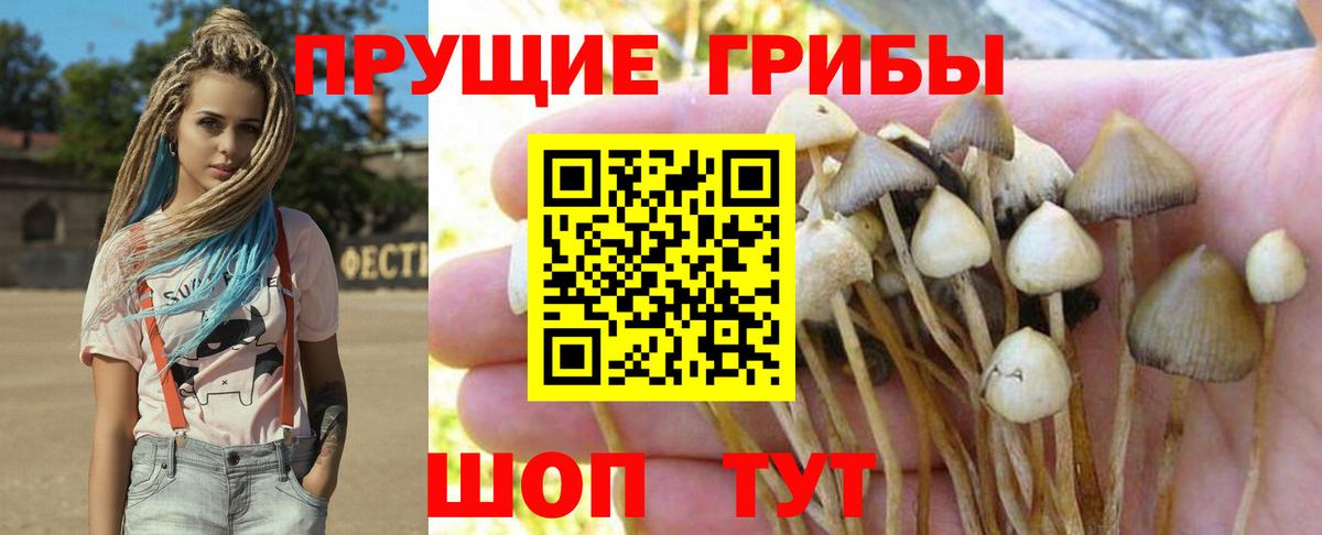 Галлюциногенные грибы прущие грибы  купить  цена  Северобайкальск  Псилоцибиновые грибы Magic Shrooms  Вход с VPN 
